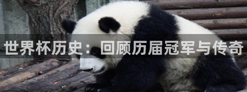 2026世界杯倒计时:世界杯历史:回顾历届冠军与传奇