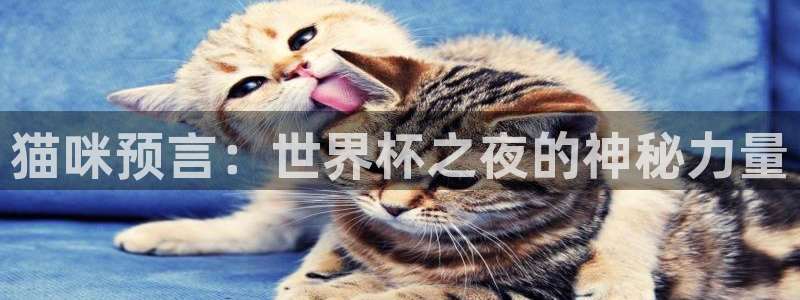 欧洲区世界杯预选赛:猫咪预言:世界杯之夜的神秘力量