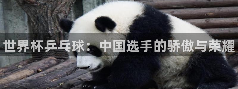 免费看足球直播比赛:世界杯乒乓球:中国选手的骄傲与荣耀
